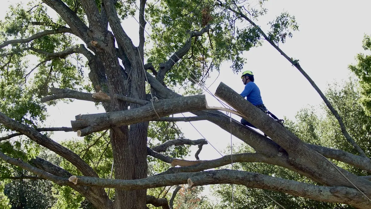 Professional Crown Thinning performed by certified arborists in Farner